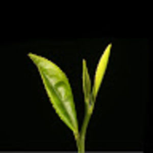 Meet your Posher, Hazem